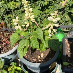 Begonia Plant In A Pot 
