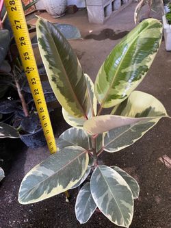 ~2ft huge leaf Tineke rubber plant, 95820