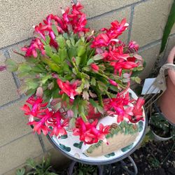 Red Christmas Cactus Rooted Blooming in Ceramic Pot  With Refurbished Handle/ 2years In Same Pot 