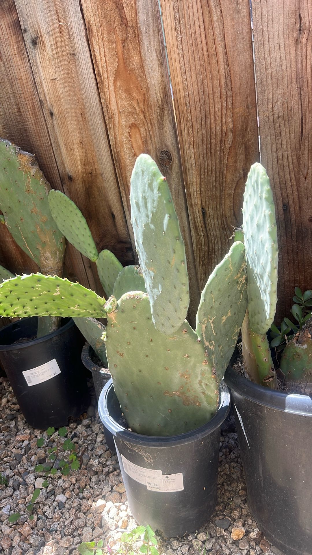 Nopal De Penca Grande Y Produce Muchos