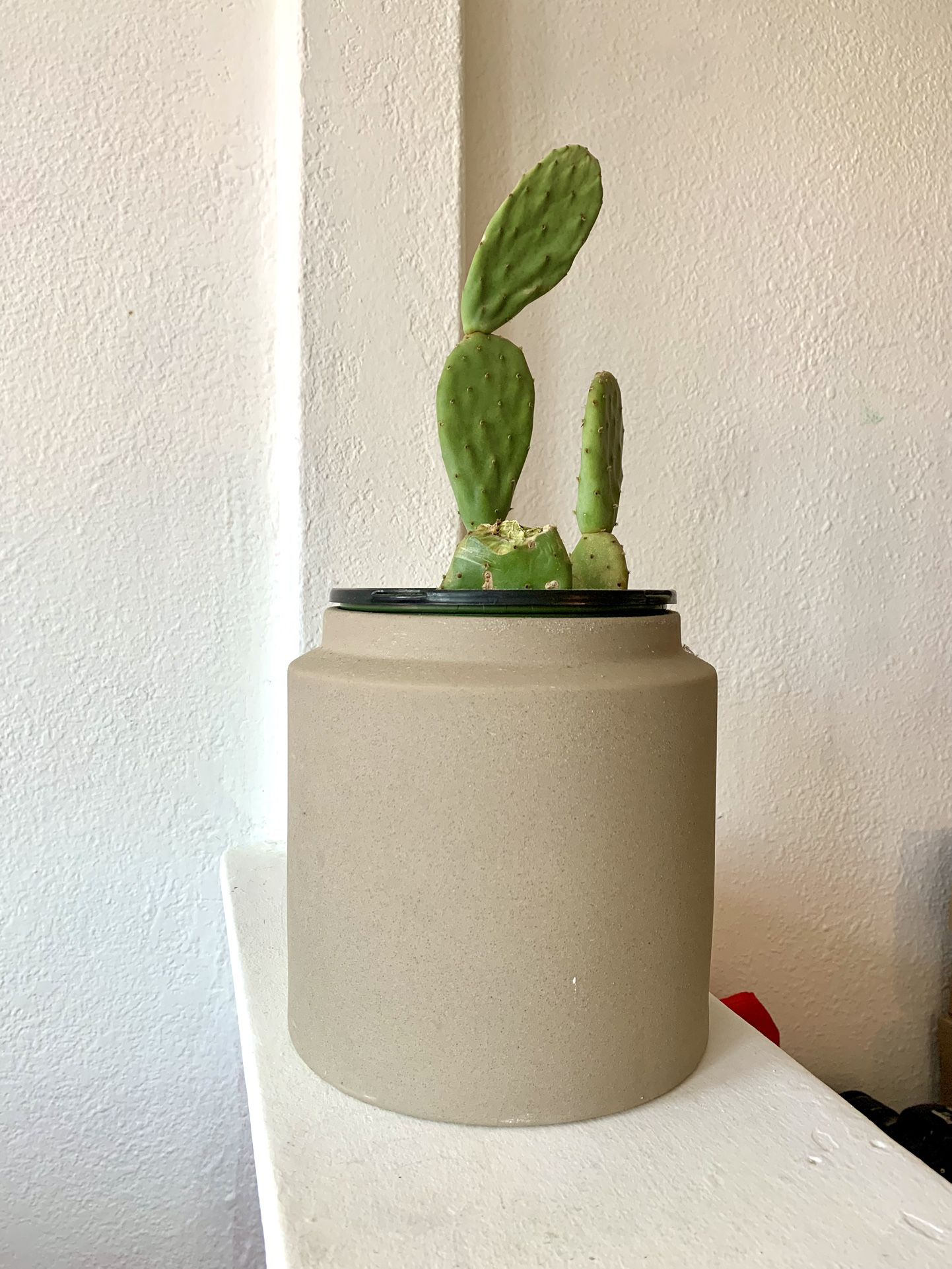 Cacti With Big Brown Ceramic Pot 