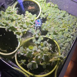 Dwarf Water Lettuce and Duckweed Plants For Freshwater Aquarium Fish Tank