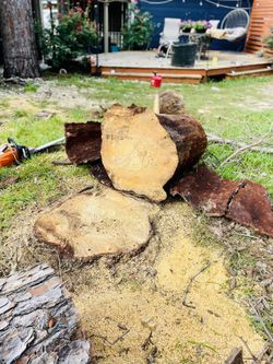 Trees-mulch-flowers -plants-rocks