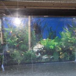Fish Tank 