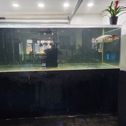  Fish Tank 1000gallon Acrylic Tank / Fly River Turtle