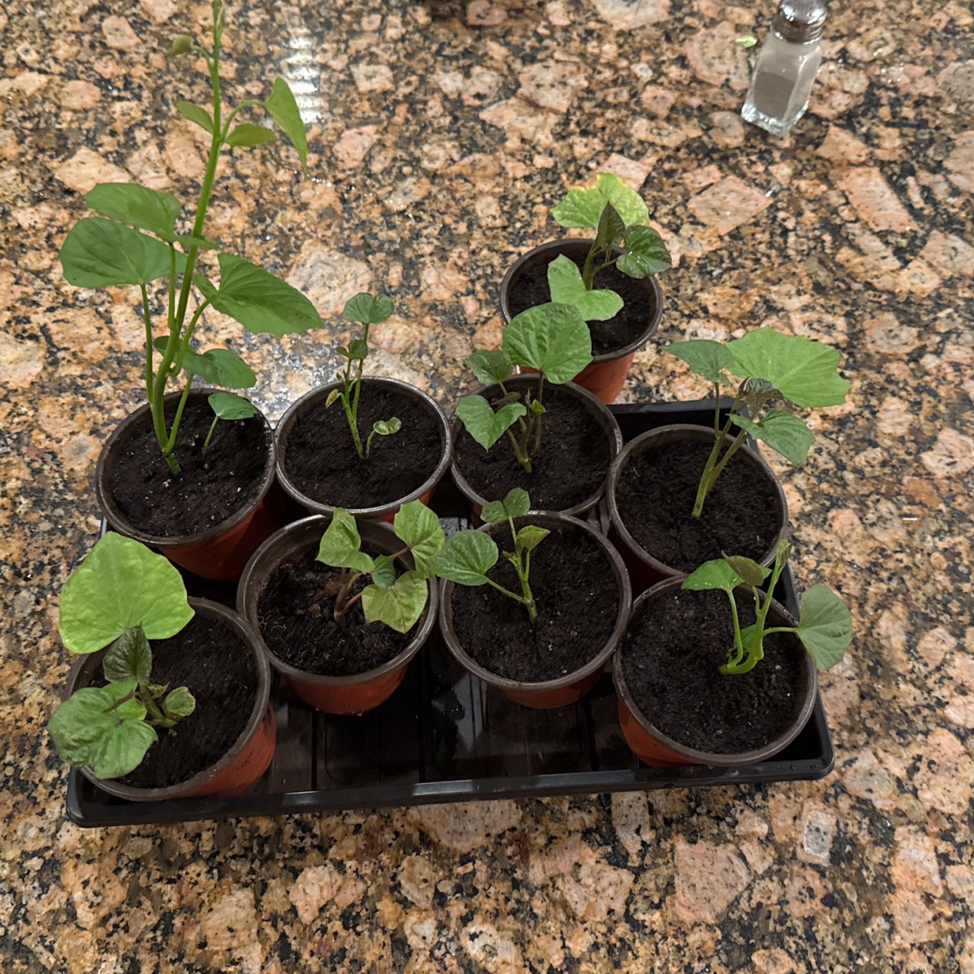 Sweet Potato Slips - Plants