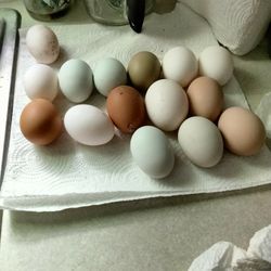 FRESH FARM CHICKEN EGGS