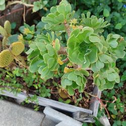Succulent Flowers  & Bunny Ears Cactus