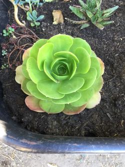 Beautiful succulents