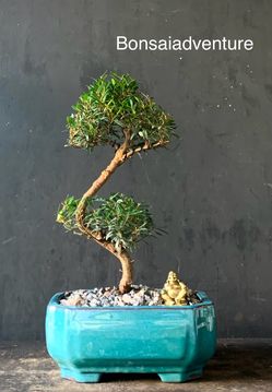 Bonsai Boxiflora