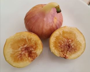 Fig Tree