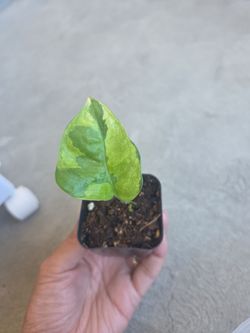 Plant