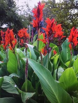 Red CANNA LILY PLANTS & BULBS