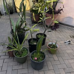 Dragon Fruit  Pineapple Tree  Hawaii Plant Palm