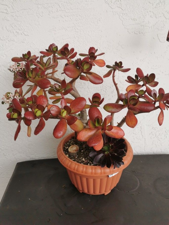 the Jade flower season almost gone. This is the last pot of red  Blooming  lucky red Jade plant old money tree 幸运发财树