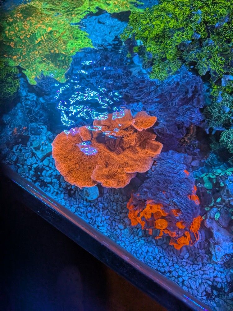 15 $ A Frag