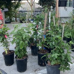 Plants for sale 