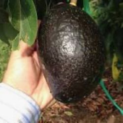 Oro Negro Avacado 
