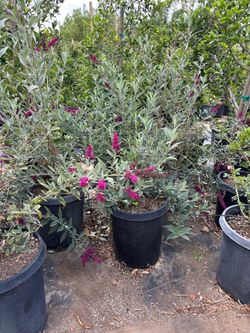 Butterfly bush 15gal