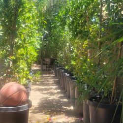 Faicas 6 7 pies de al to 15 gallones