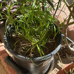 Patio Plant In 5 Gallon Pot