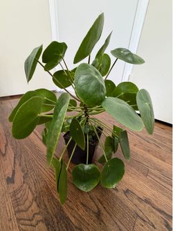 Large Chinese Money Plant (Pilea) in 7” square pot. Pick up in Millbrae