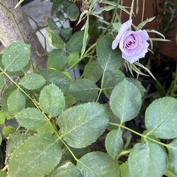 Rosal morado y flor olorosa