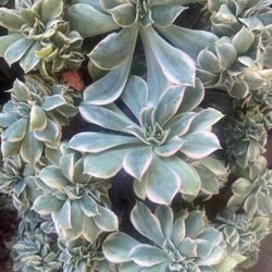 Succulents Cuttings For Craft Projects 