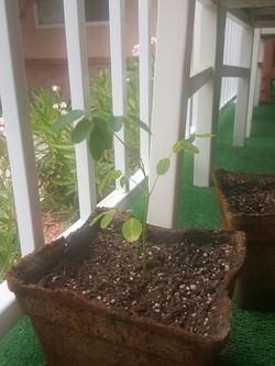 moringa tree for sale las vegas