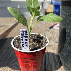 Mohawk Native American Plant 