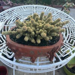 Es Una Planta En Una Base De Barro. Cacto 