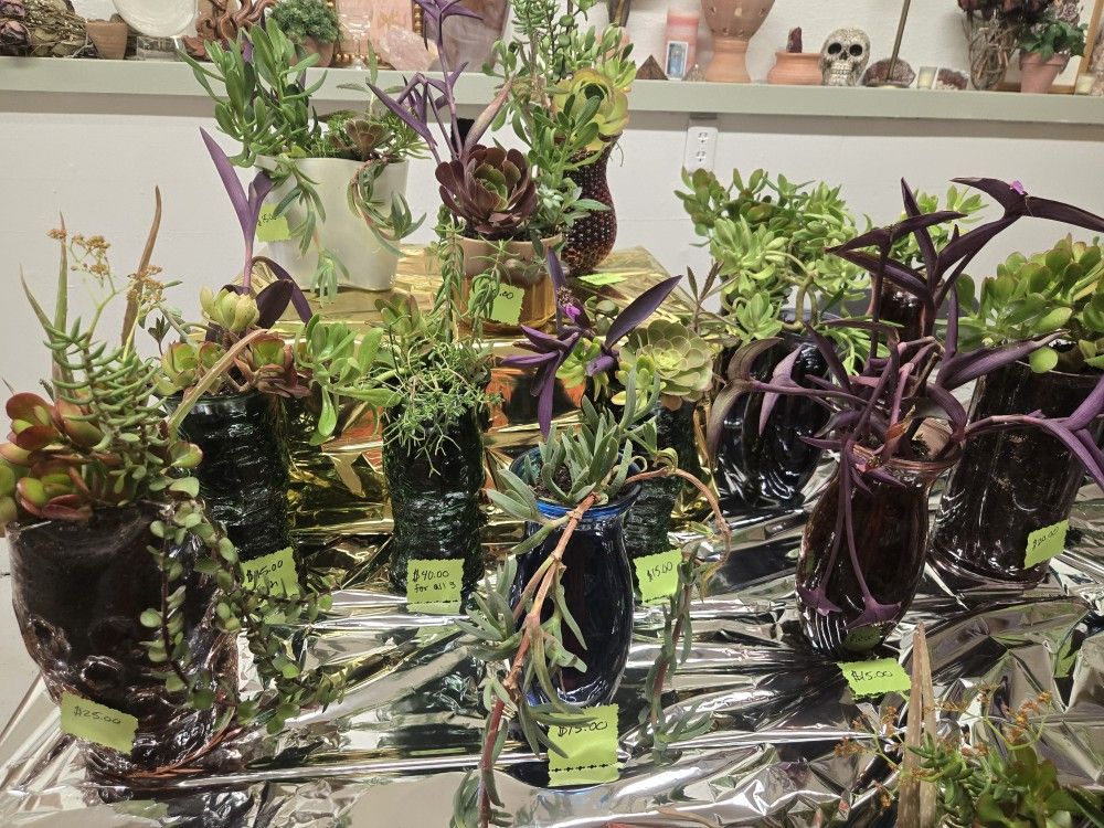 Succulent Plants For Sale. All Prices Negotiable.