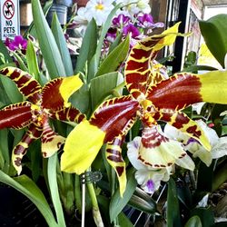 Big Flower Rare Orchid Rawdon Jester Great Bee