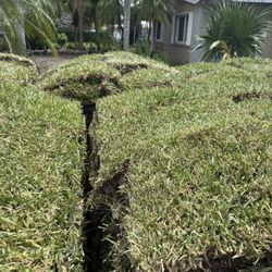 Farm Fresh Cut St Augustine 
