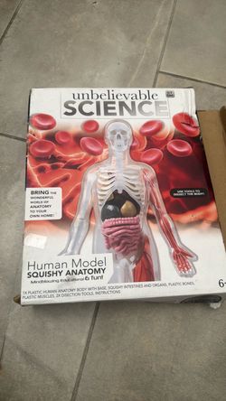 Science human model squishy anatomy