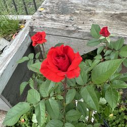 Plant Sale