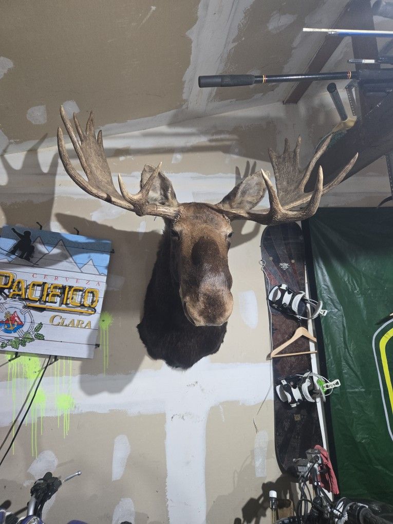 Taxidermy