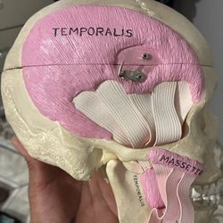 Bio Lab Skull 