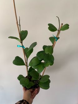 Hoya Kerri plants