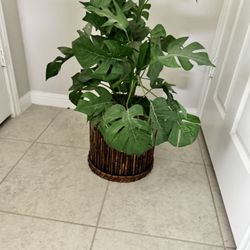 Fake Plant 