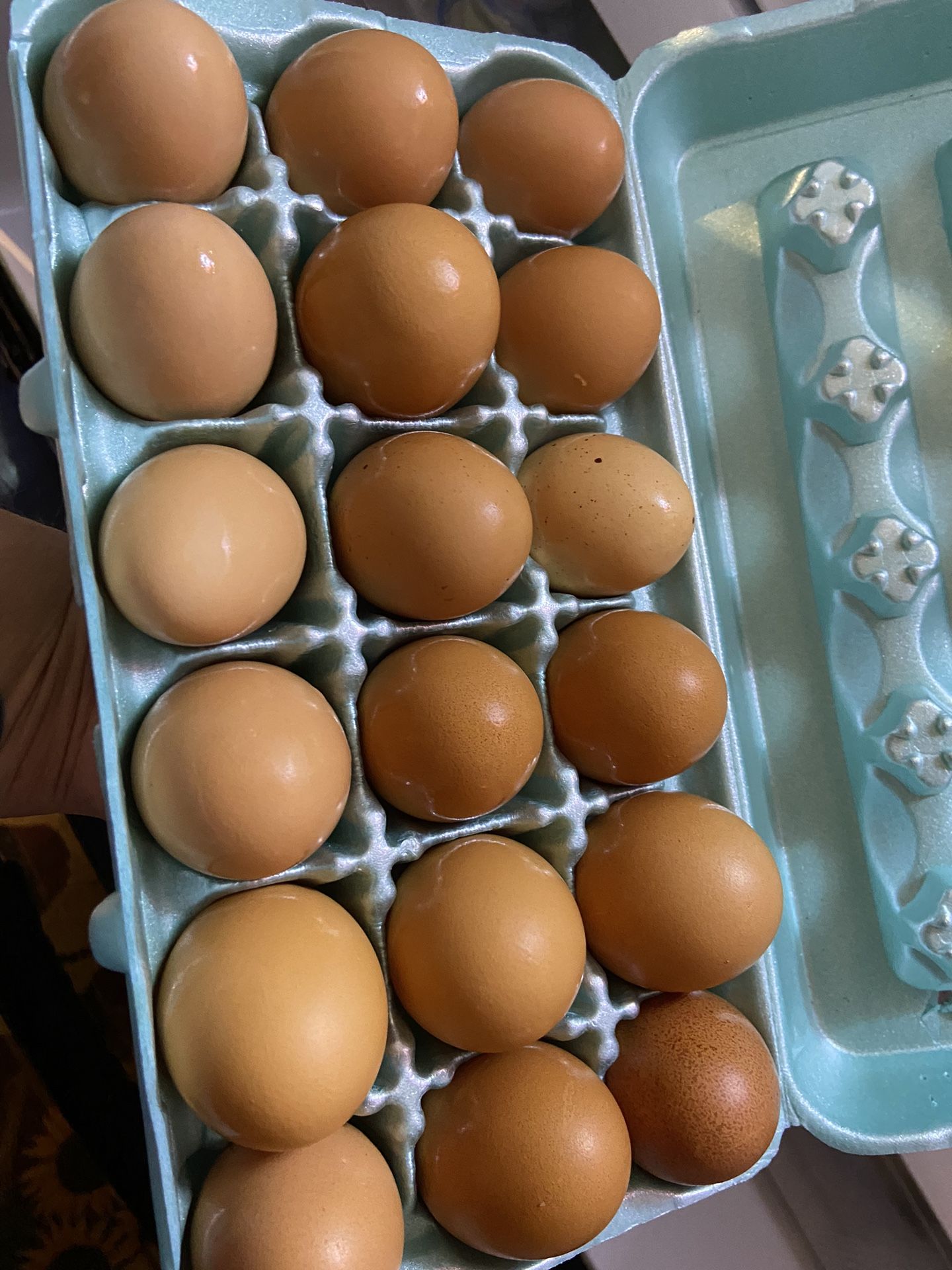 Farm Fresh Eggs 