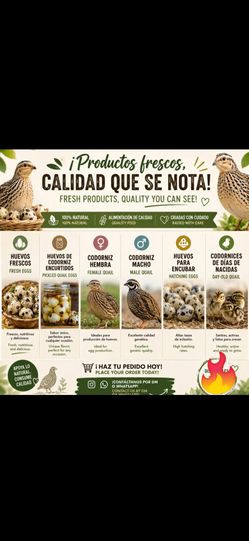 Productos avícolas caseros