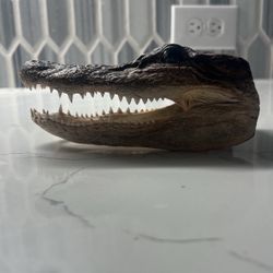 alligator head