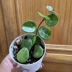 HOYA THOMSONII WHITE LIVE PLANT IN CUP.