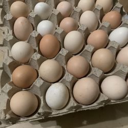 Fresh Eggs
