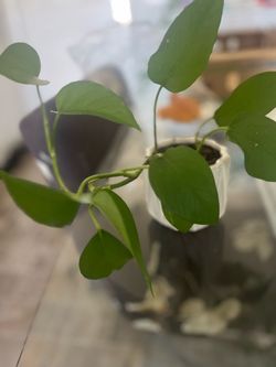 Pothos Cutting in Small White Pot