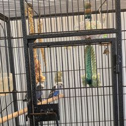 Free bird Cage