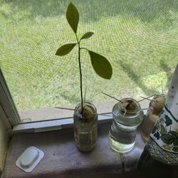 Organic Avocado Tree Grown From Seed $5