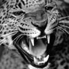 Charle 
