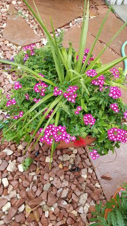 Mixed pot of flowers in a big long brown pot